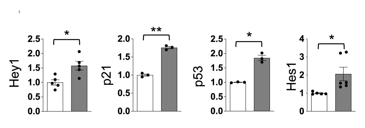 Open access visualization of Bar Plot, Error Bars, Quantification, p21, p53