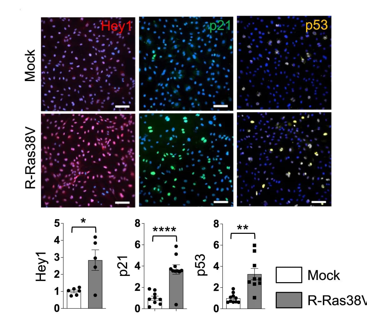 Open access visualization of Microscopy, Bar Plot, Scatter Plot, Immunofluorescence, Fluorescence Intensity