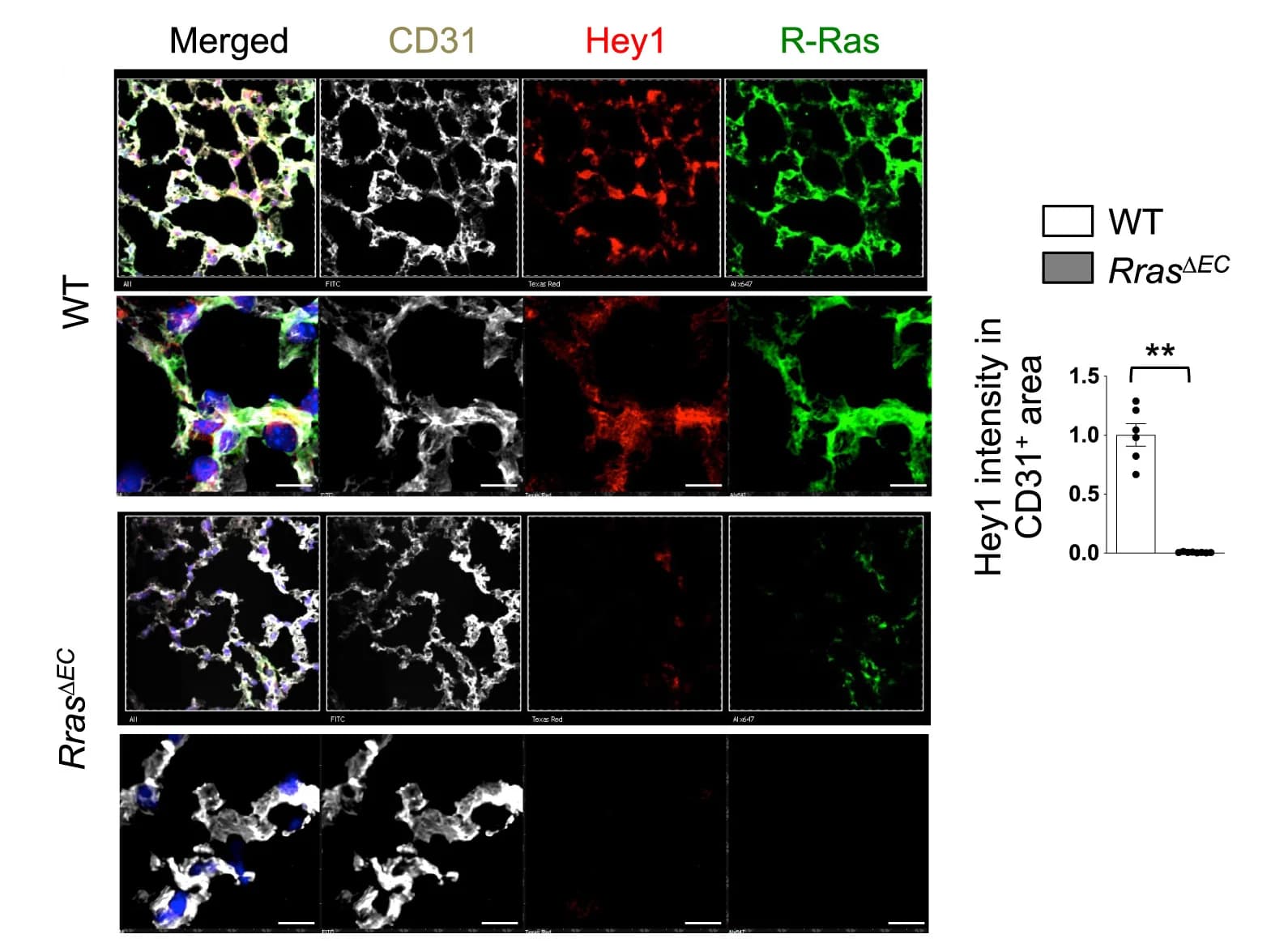 Open access visualization of Microscopy, Bar Plot, Bar, Hey1, R-Ras