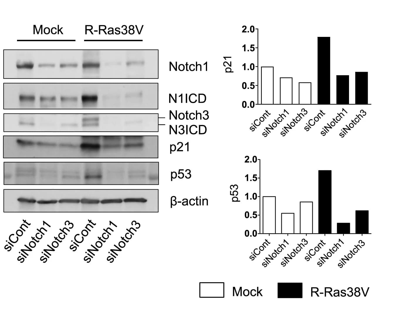 Open access visualization of Bar Plot, Gel, Notch1, Notch3, R-Ras38V