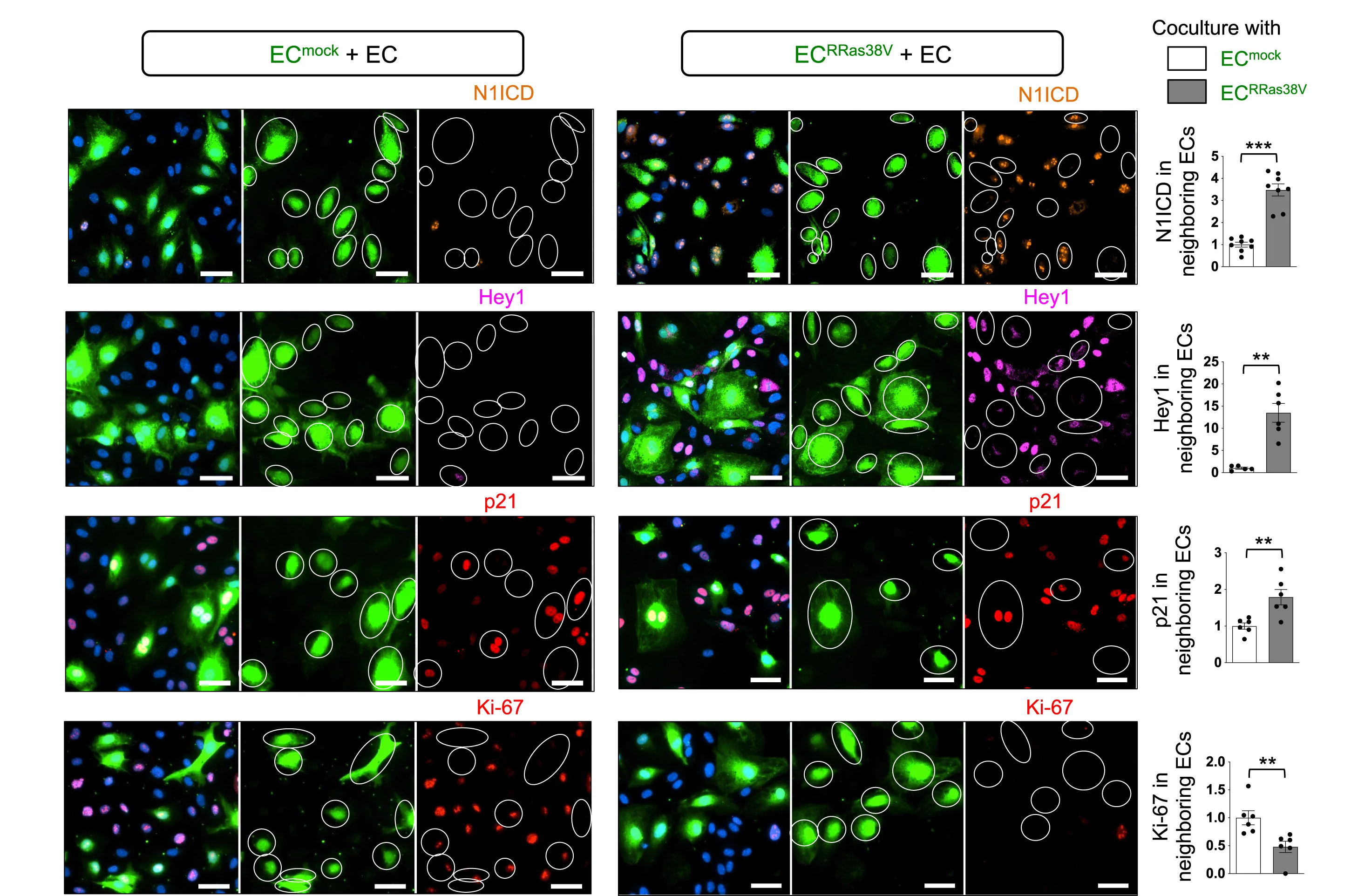 Open access visualization of Microscopy, Bar Plot, ECs, R-Ras38V, Fluorescent Labeling