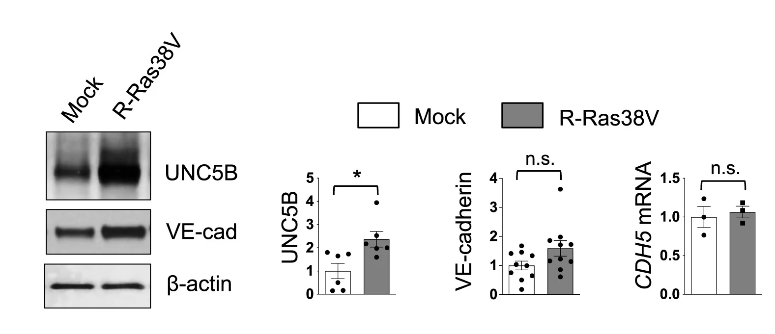 Open access visualization of Bar Plot, Error Bars, Photo, Gel, Scatter Plot