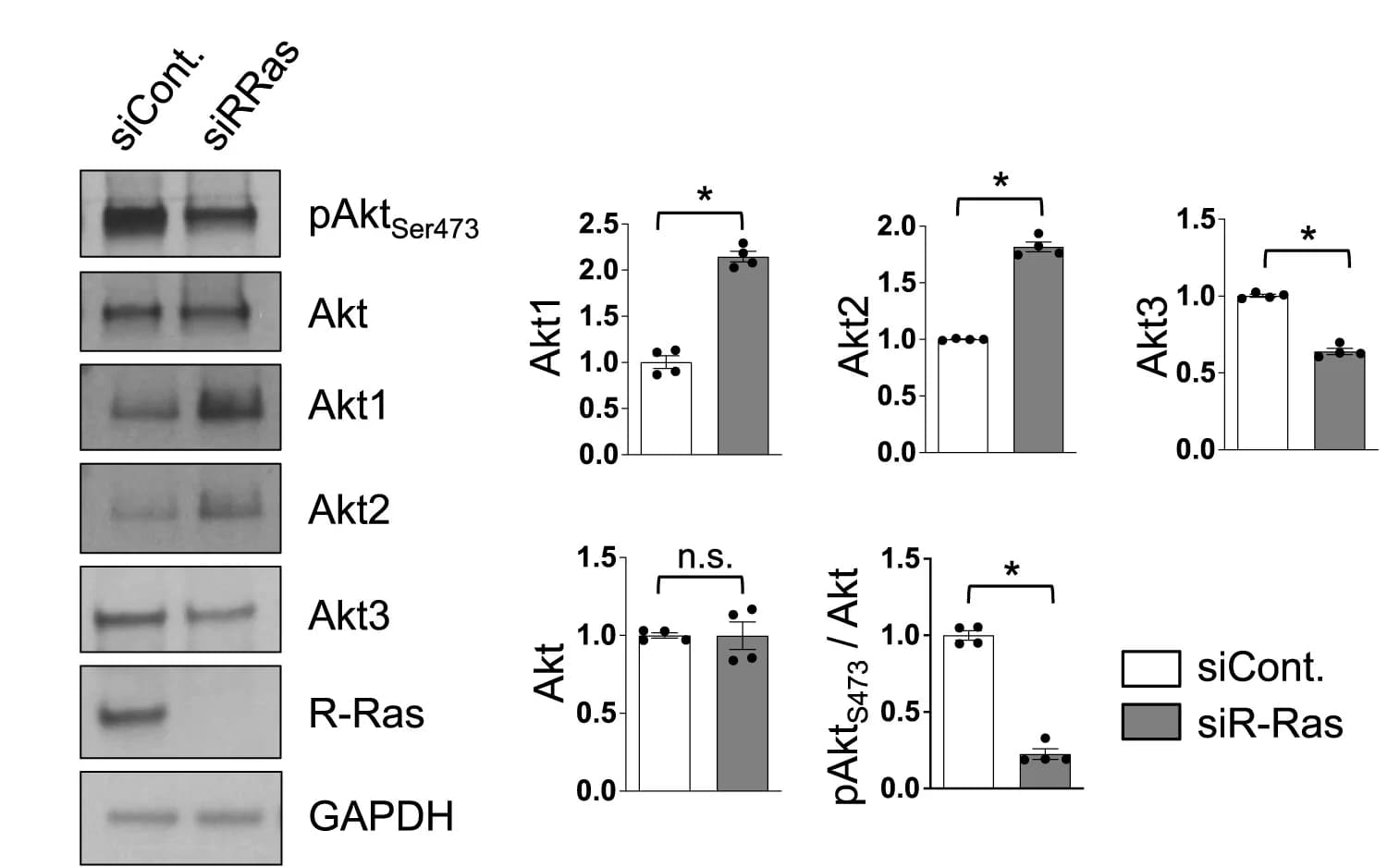 Open access visualization of Bar Plot, Error Bars, Protein Level, Akt Isoform, Ser473 Phosphorylation