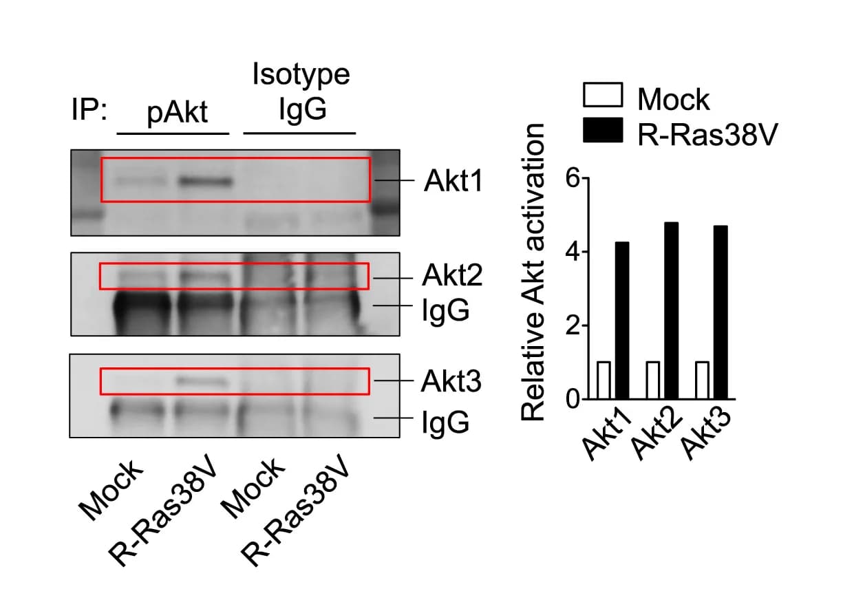 Open access visualization of Gel, Bar Plot, Phosphorylation, Akt Isoform, Mock-Transduced ECs