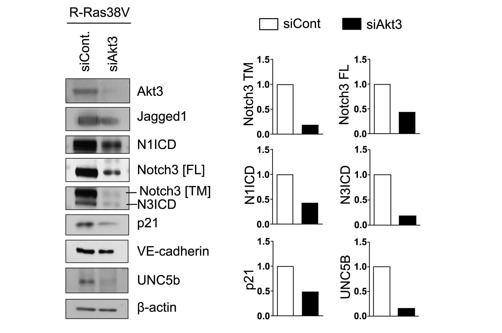 Open access visualization of Bar Plot, Photo, Gel, Akt3 Isoform, Gene Silencing