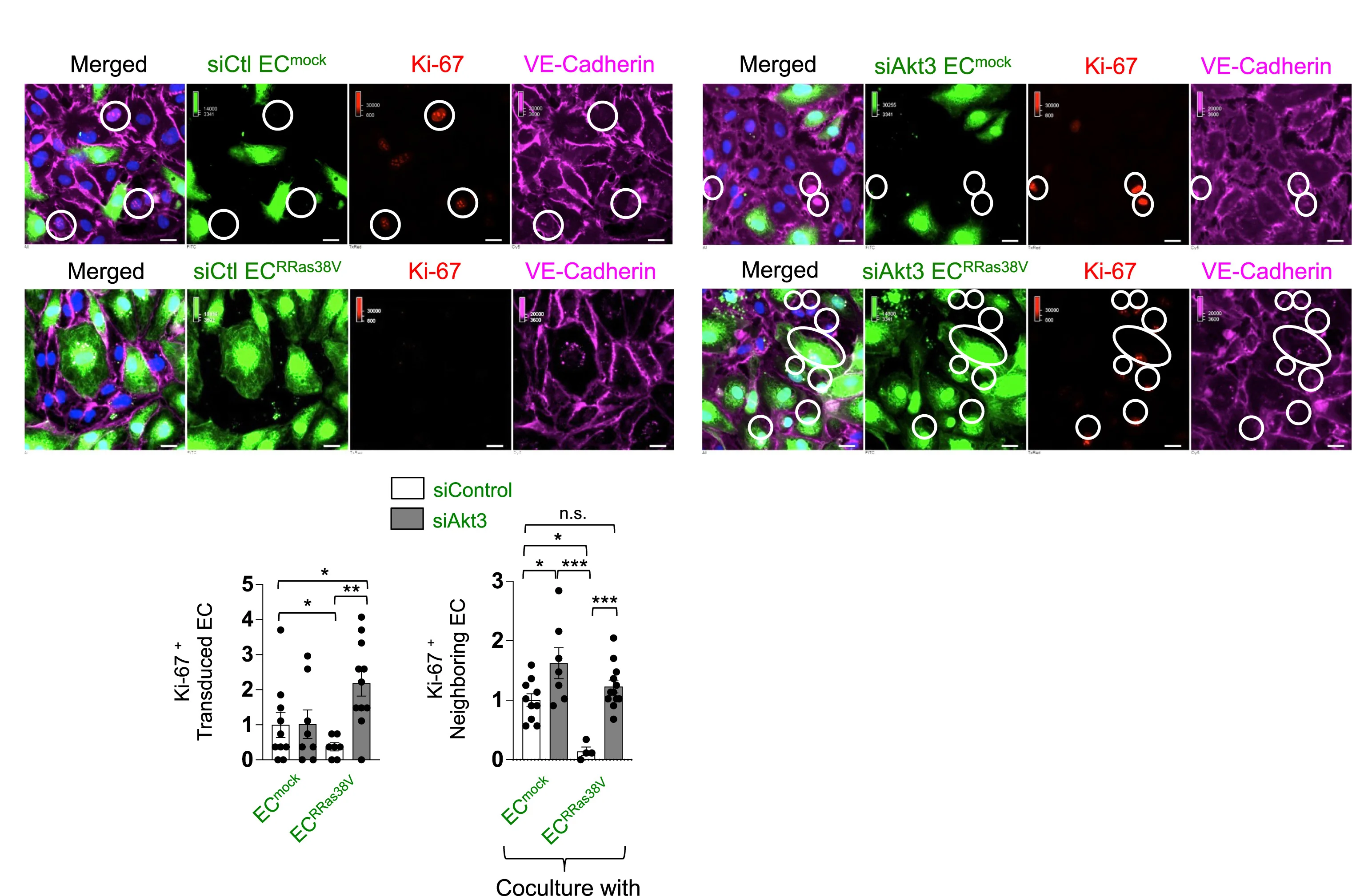 Open access visualization of Microscopy, Bar Plot, Error Bars, Scatter Plot, ECs
