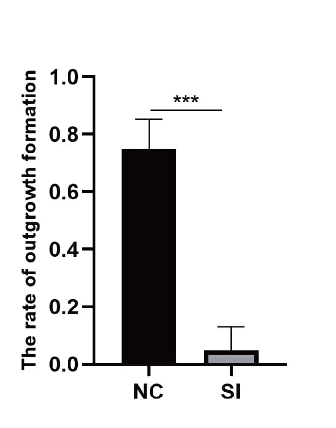 Open access visualization of Bar Plot, Error Bars, Outgrowth Formation, Blastocysts
