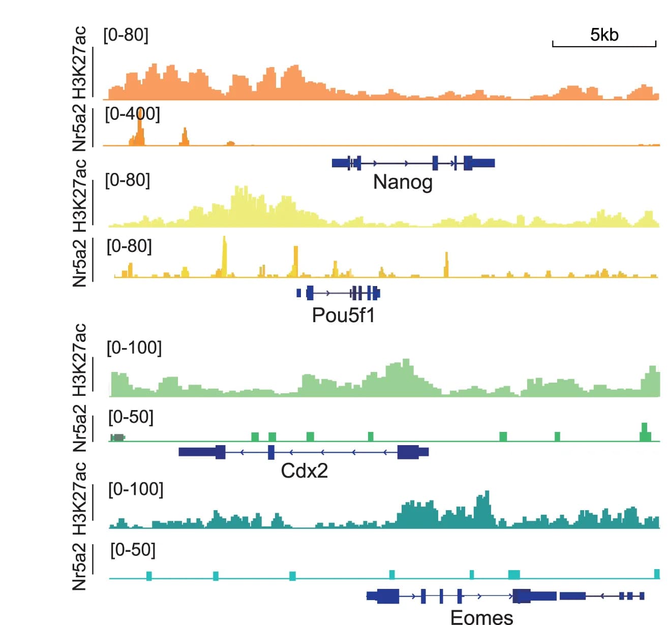 Open access visualization of Line Plot, Read Density, Nr5a2 CUT&Tag Peaks, H3k27ac CUT&Tag Peaks, Enhancers