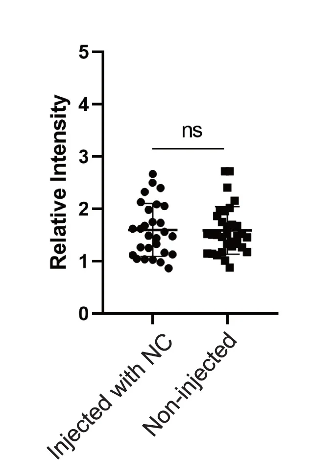 Open access visualization of Scatter Plot, OCT4, Fluorescence Intensity, Daughter Cells, Blastomere Injection