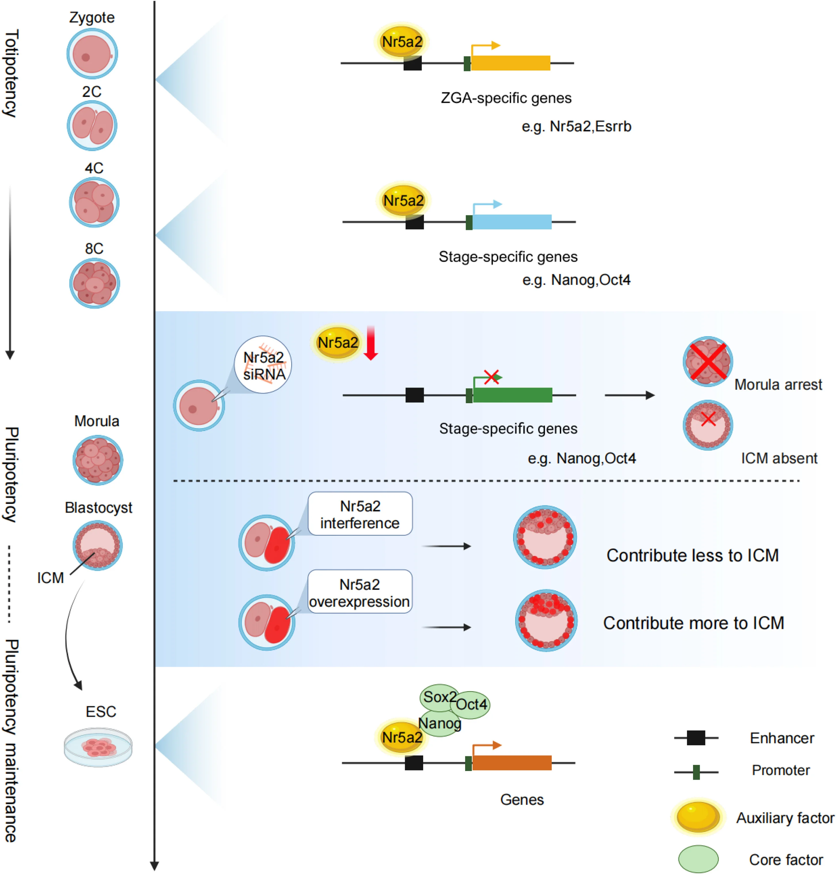 Open access visualization of Workflow, Illustration, Nr5a2, ZGA, Stage-Specific Genes