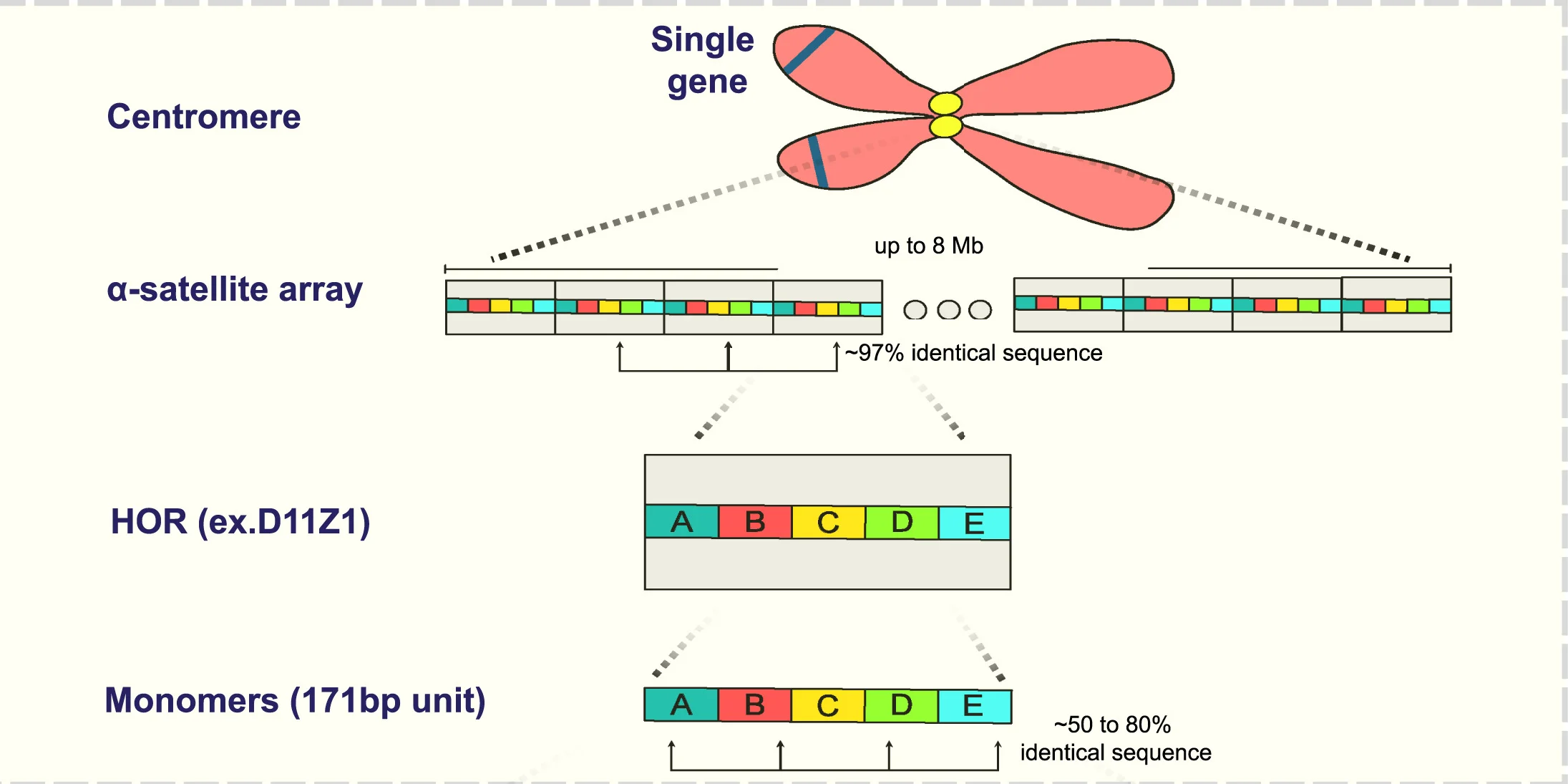 Open access visualization of Illustration, Workflow, Human Centromere, Higher-Order Repeats, Monomers