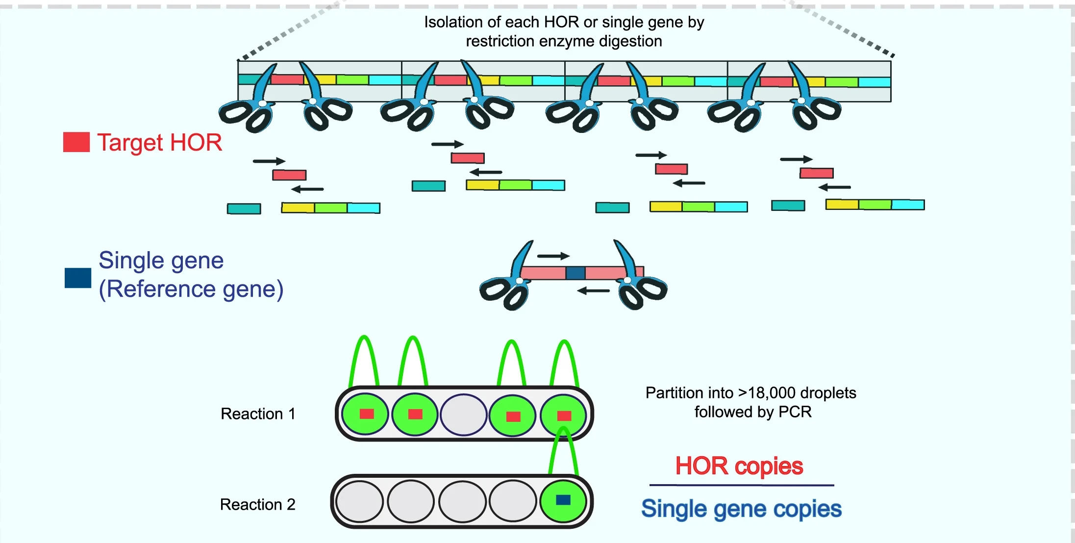Open access visualization of Workflow, Illustration, Single-Copy Assay, HOR, Reference Gene