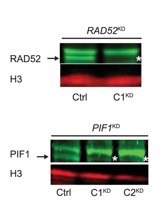 Open access visualization of Gel, RAD52, PIF1, Western Blot, Wild-Type Bands