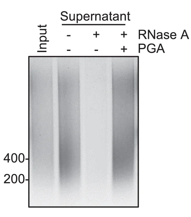Open access visualization of Gel, Agarose Gel Electrophoresis, DNA, RNase A, PGA