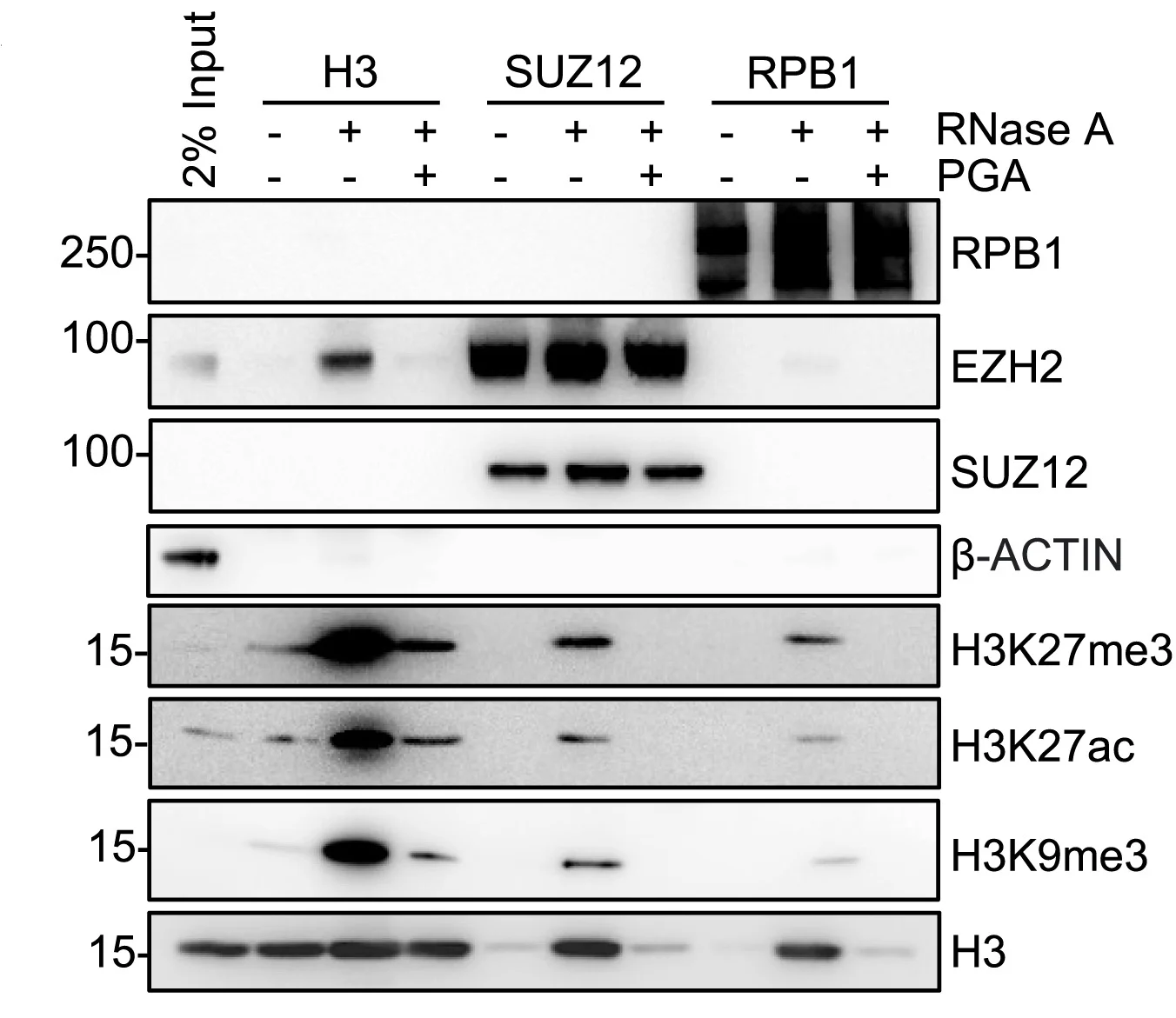 Open access visualization of Gel, Immunoblot, Proteins, H3, SUZ12