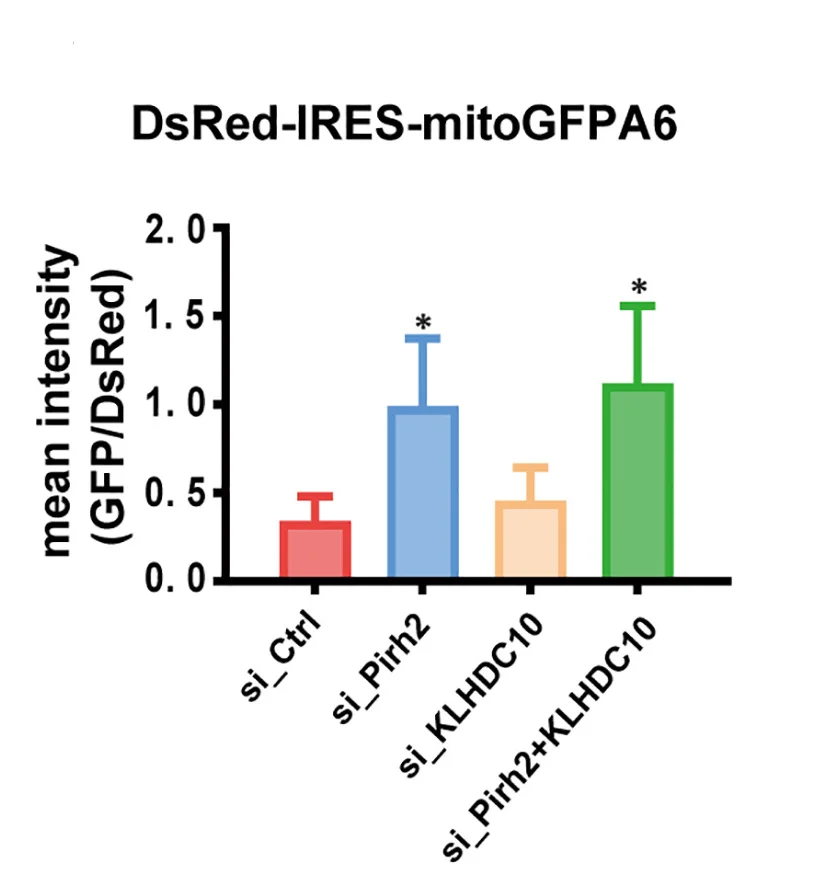 Open access visualization of Bar Plot, Error Bars, Flow Cytometry, DsRed-IRES-mitoGFPAla6, RPE1 Cells