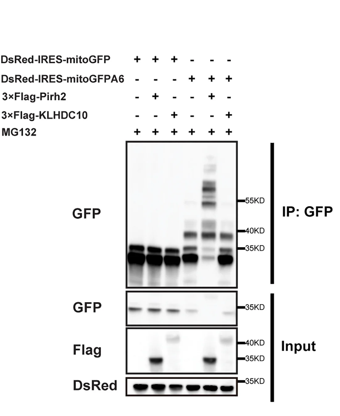Open access visualization of Gel, HeLa Cells, Plasmids, MG132, Ubiquitylation Analysis