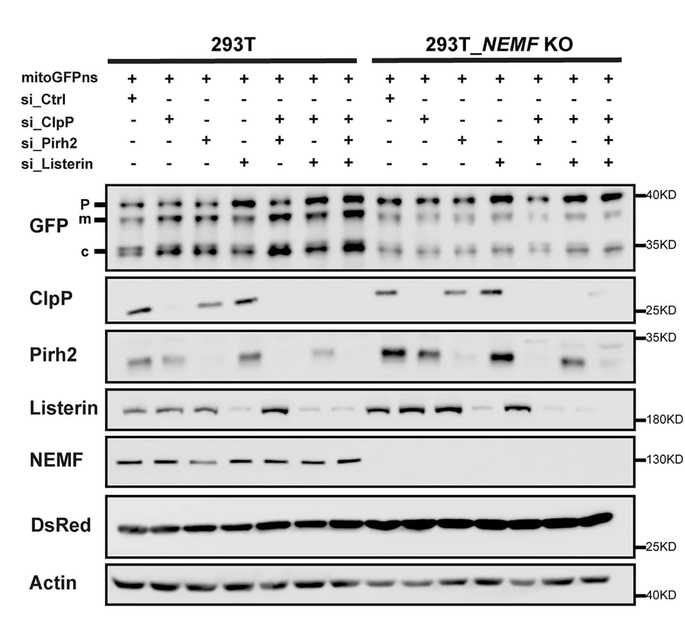 Open access visualization of Gel, mitoGFPns, HEK293T Cells, HEK293T_NEMFKO Cells, siRNA