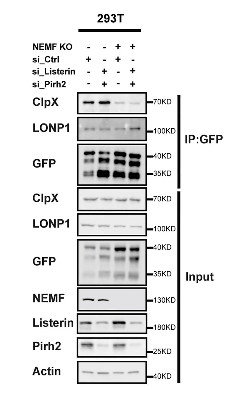 Open access visualization of Gel, HEK293T Cells, HEK293T_NEMFKO Cells, siRNA, mitoGFPns
