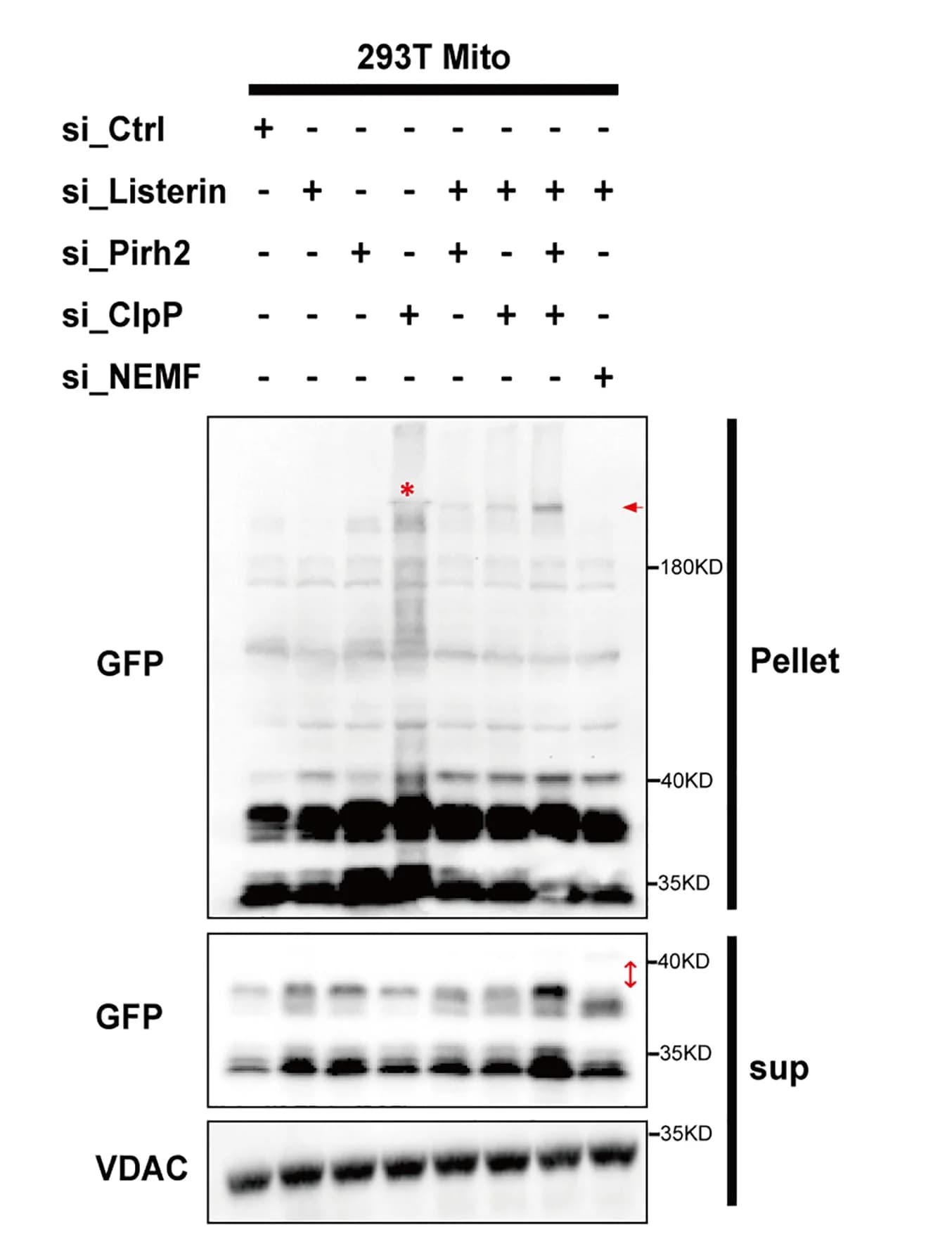 Open access visualization of Gel, mitoGFPns, Supernatants, Pellets, Mitochondria Lysates