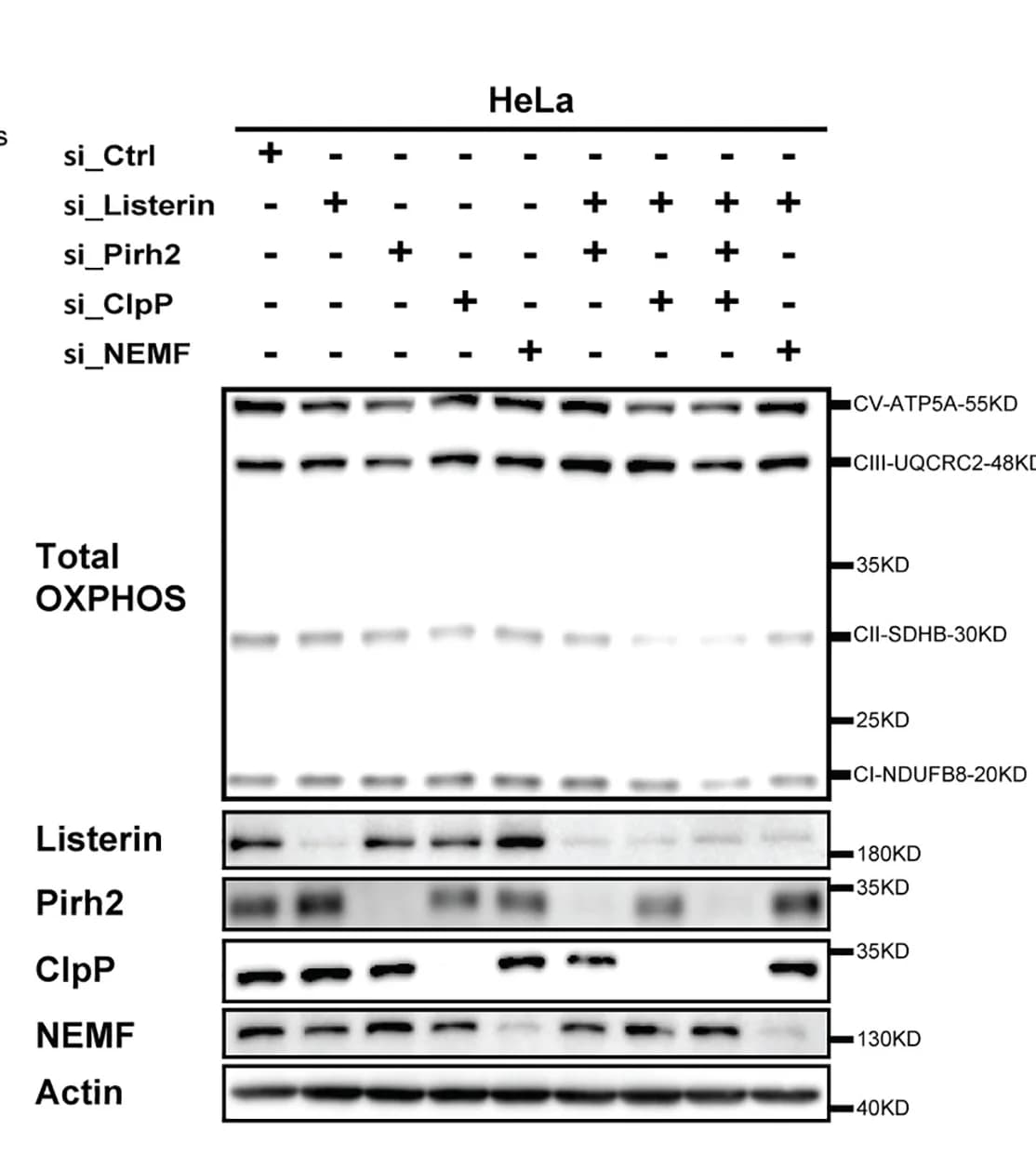 Open access visualization of Gel, HeLa Cells, siRNAs, mitoGFPns, Mitochondrial OXPHOS Complex Proteins