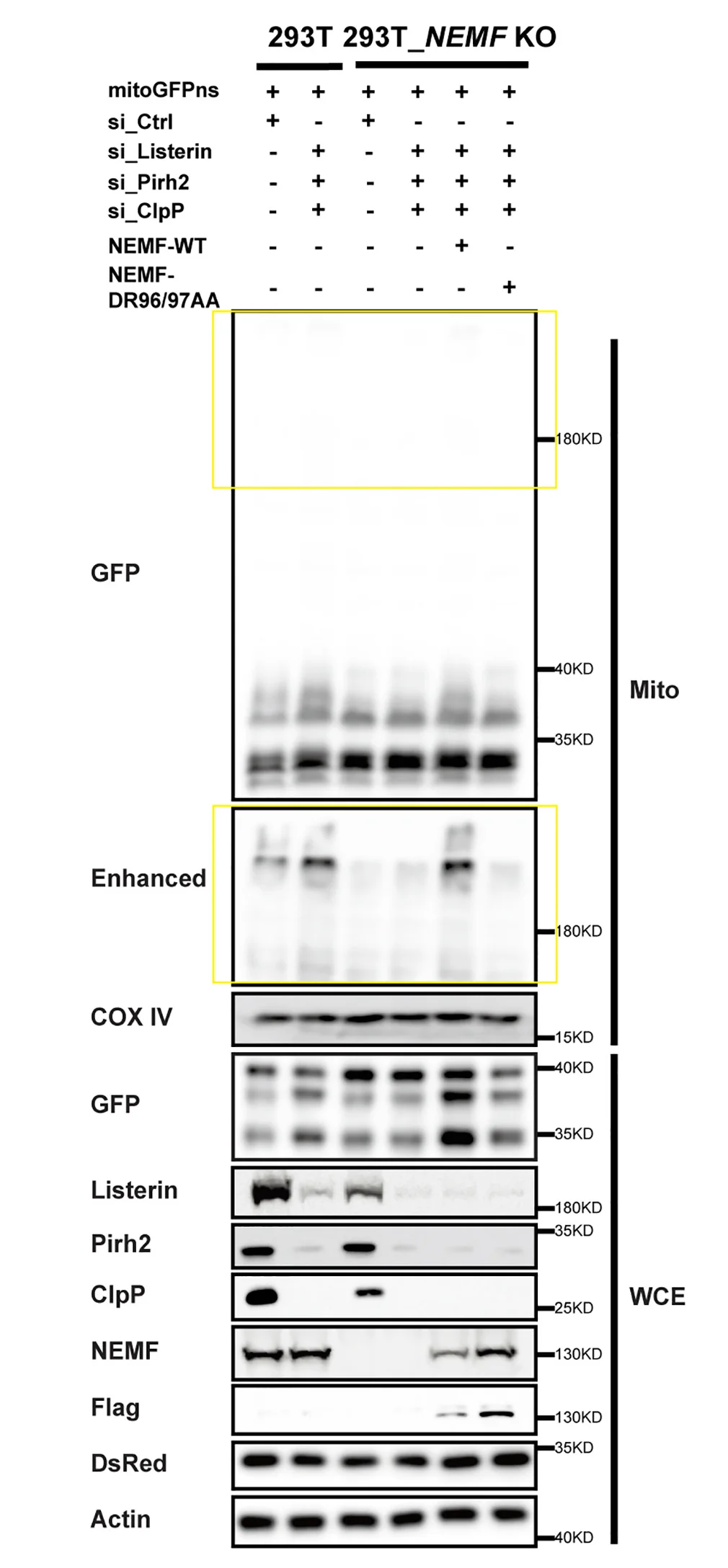 Open access visualization of Gel, Whole-Cell Extracts, Mitochondria, Cell Lines, siRNA