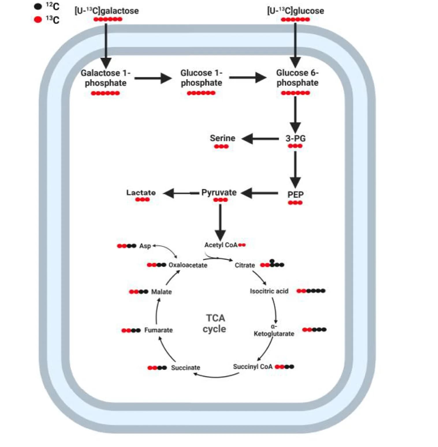 Open access visualization of Workflow, Pathway, Carbon Metabolism, U-13C Glucose, U-13C Galactose