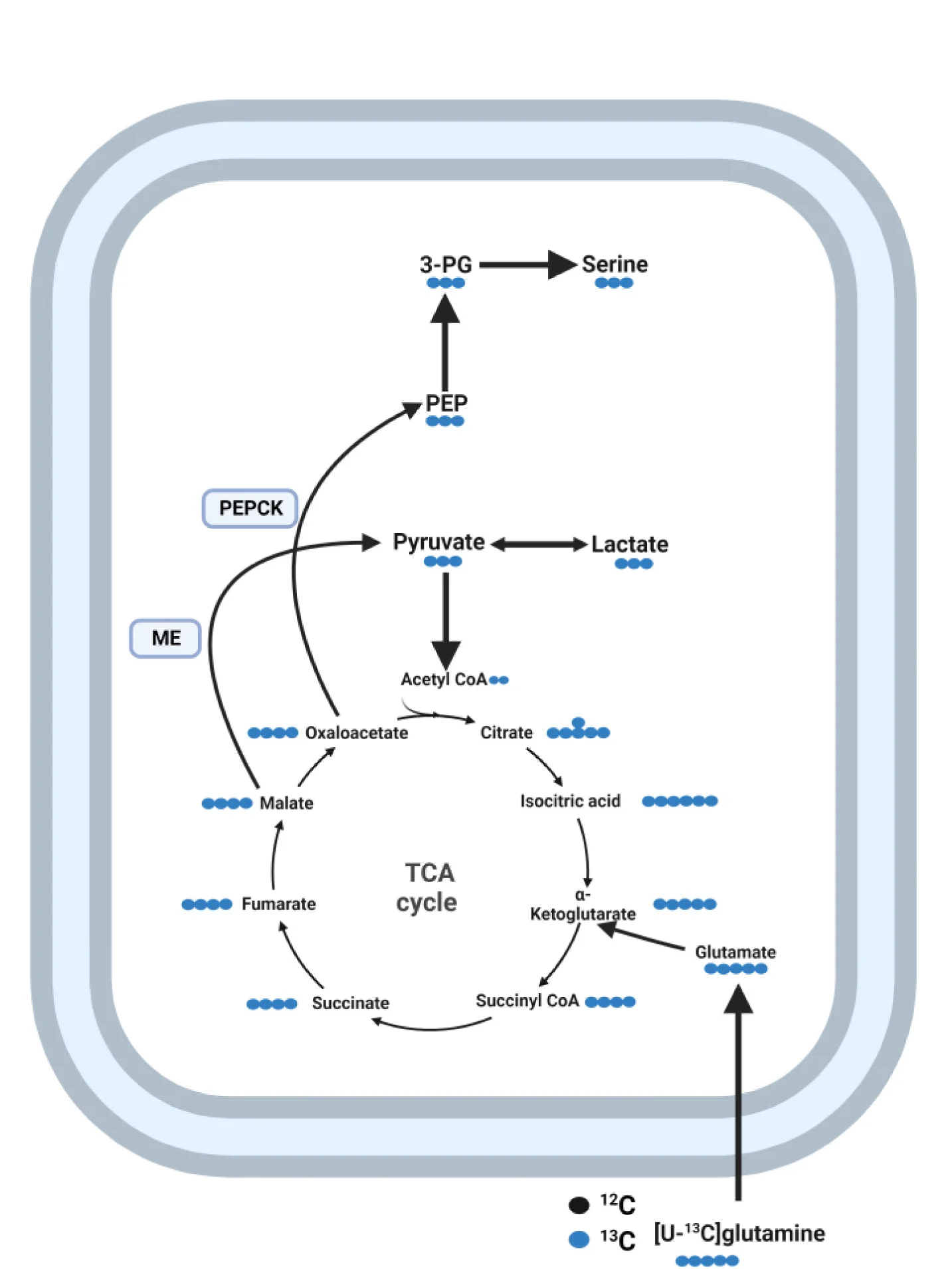 Open access visualization of Pathway, Schematic Representation, Glutamine Metabolism, Glycolytic Limitation