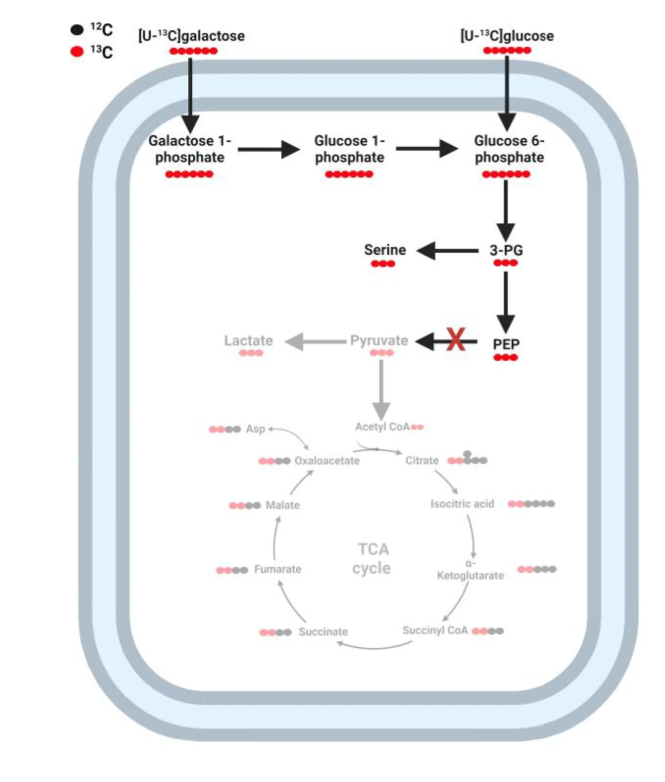 Open access visualization of Pathway, Glycolysis, TCA Cycle, Isotopologue Labeling, Glucose