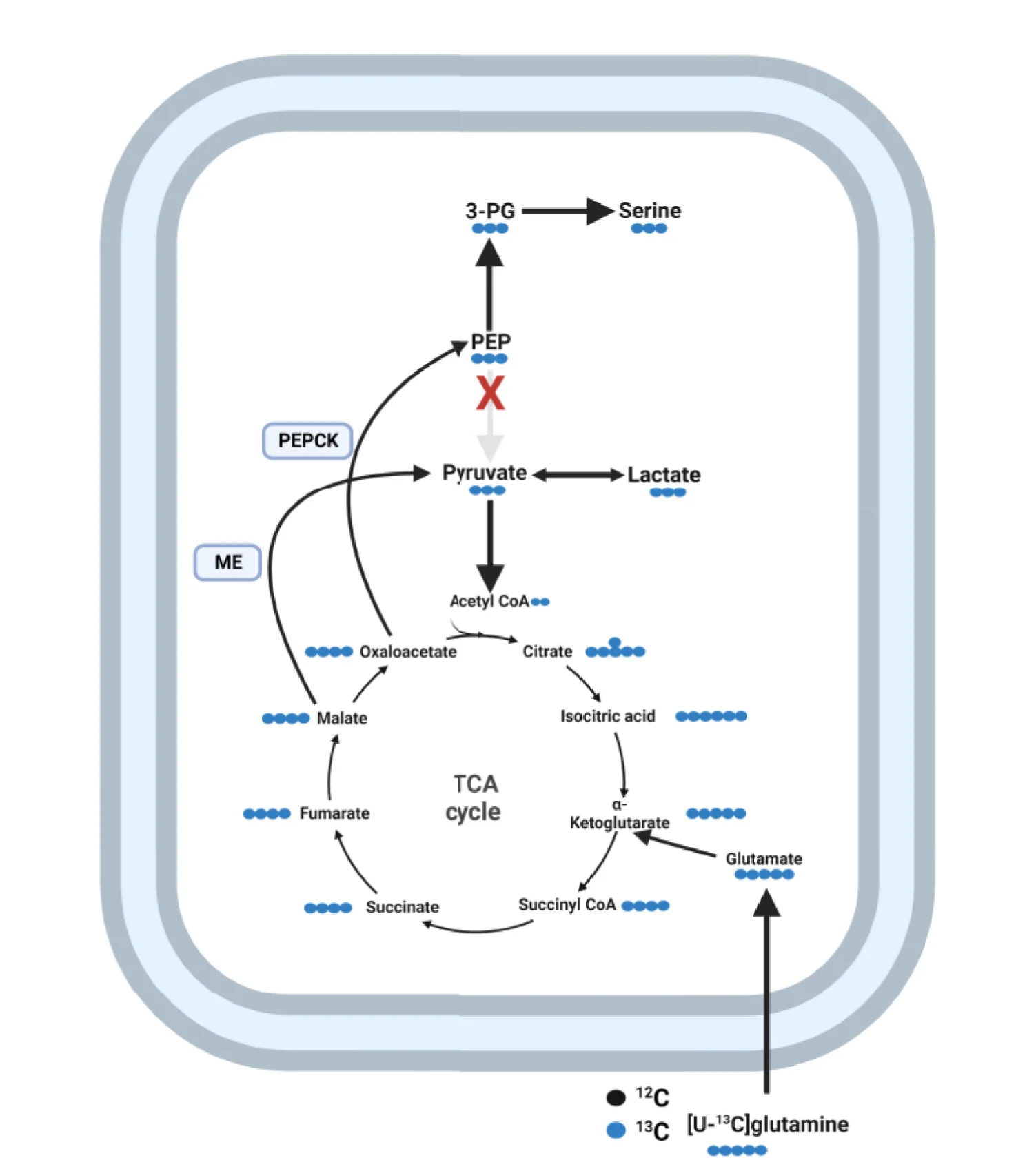 Open access visualization of Workflow, Illustration, Glutamine Metabolism, Glycolytic Limitation, ME Fluxes
