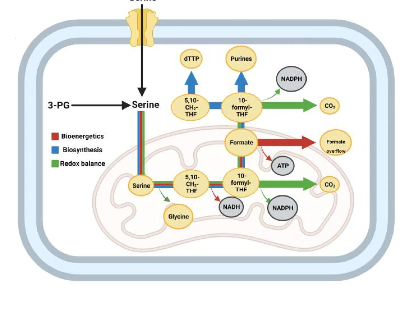 Open access visualization of Workflow, Pathway, One-Carbon Cycle, Biosynthesis, Bioenergetic Balance