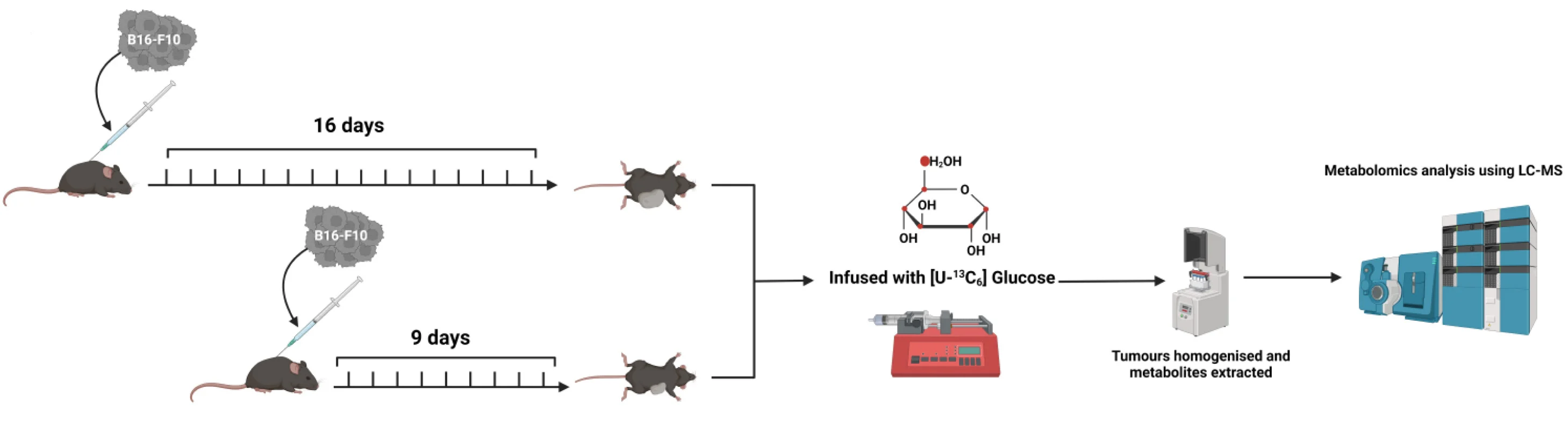 Open access visualization of Workflow, Illustration, In Vivo, B16-F10, Subcutaneous Tumors