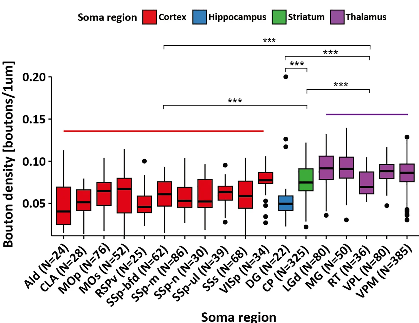 Open access visualization of Box Plot, Bar Plot, Bouton Density, Neurons, Brain Regions