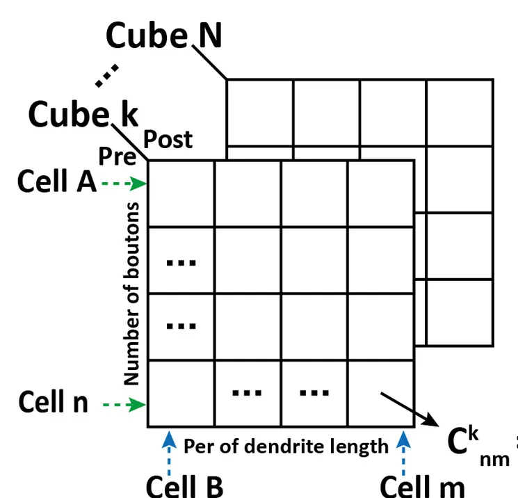 Open access visualization of Table Image, Schematic Visualization, Connection Strength, Neurons, Axonal Boutons