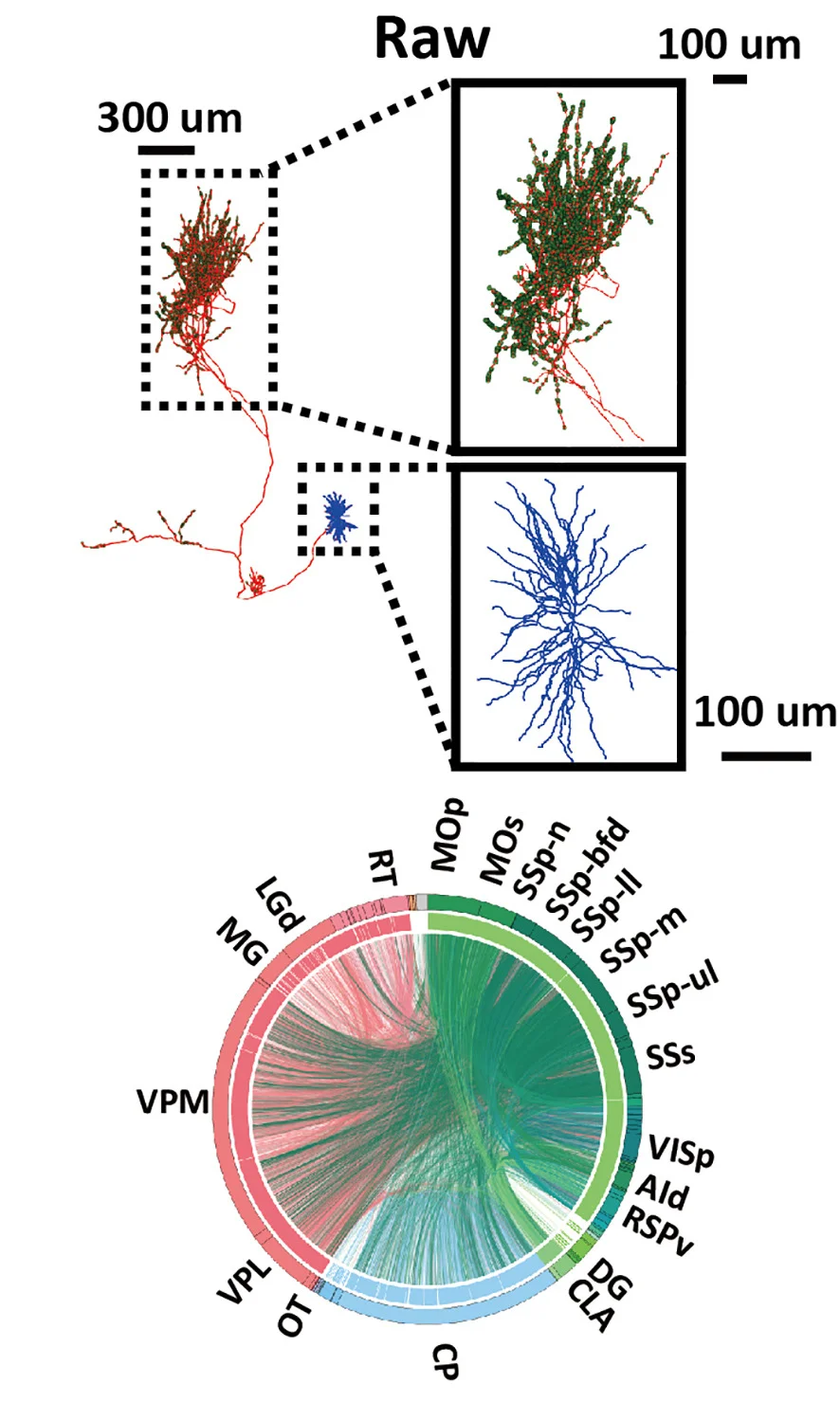 Open access visualization of Pathway, Chord, Neuron Morphology, Dendritic Arbor, Axonal Arbor