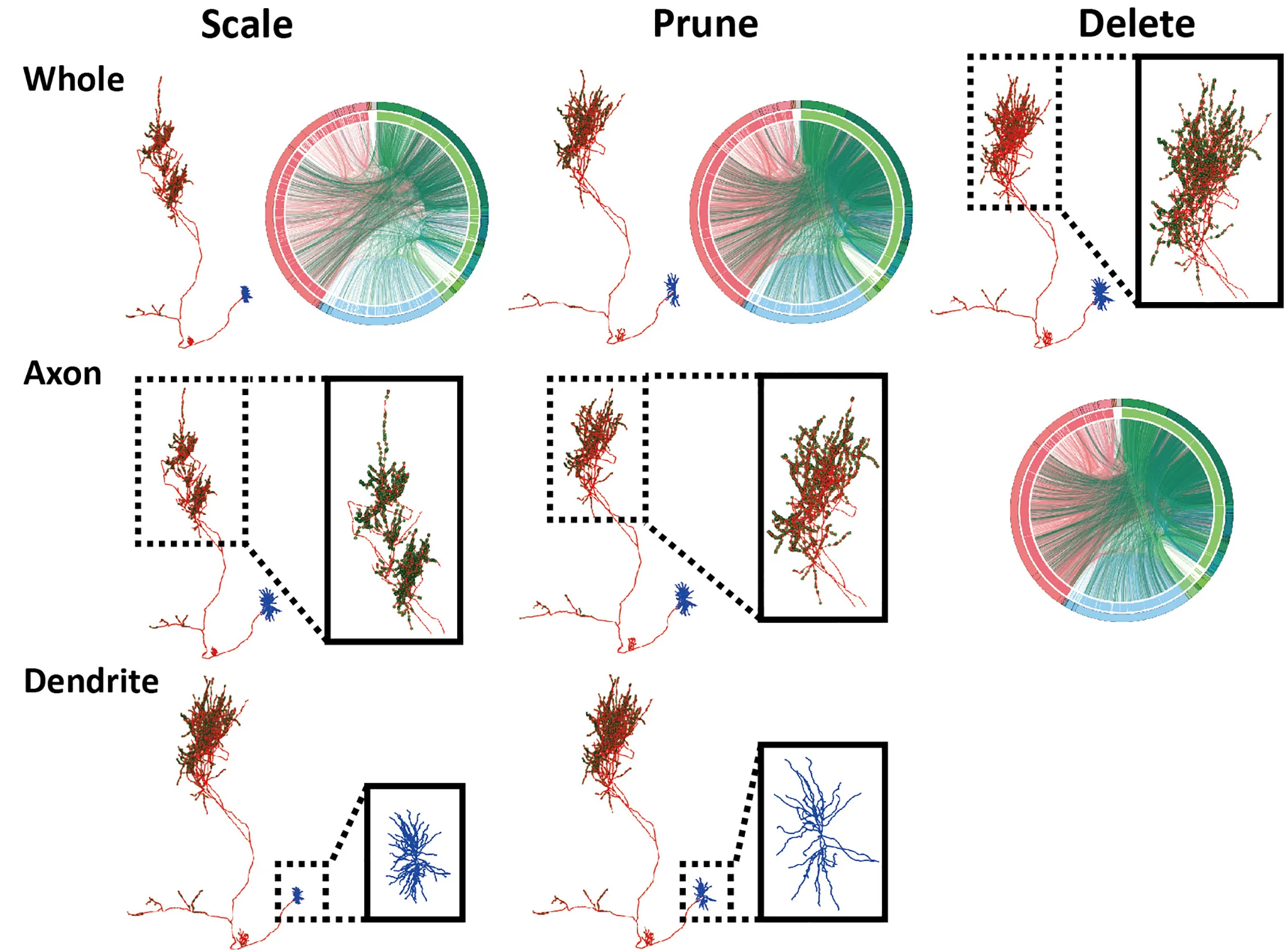 Open access visualization of Network, Chord, Illustration, Neuron Perturbations, Dendritic Arbor