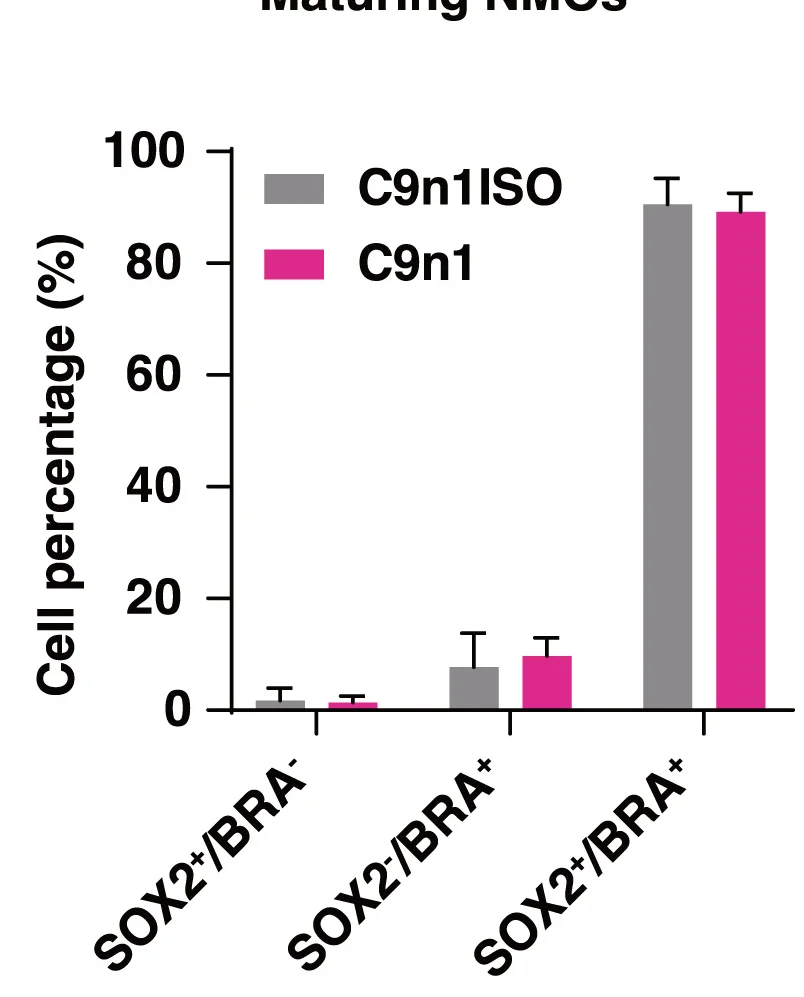 Open access visualization of Bar Plot, Error Bars, Clustered, NMPs, Mesodermal Progenitors