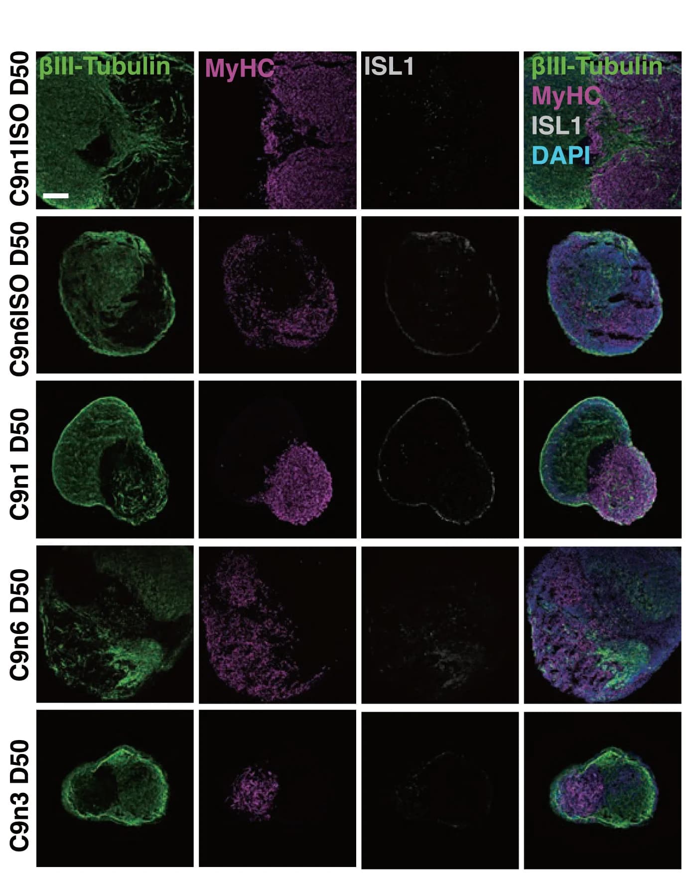 Open access visualization of Microscopy, Immunofluorescence, Neuromuscular Structure, C9n1/ISO, C9n6/ISO