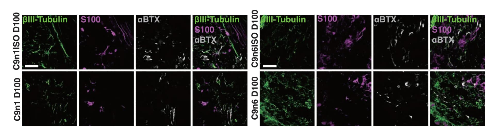 Open access visualization of Microscopy, Confocal Image, Schwann Cells