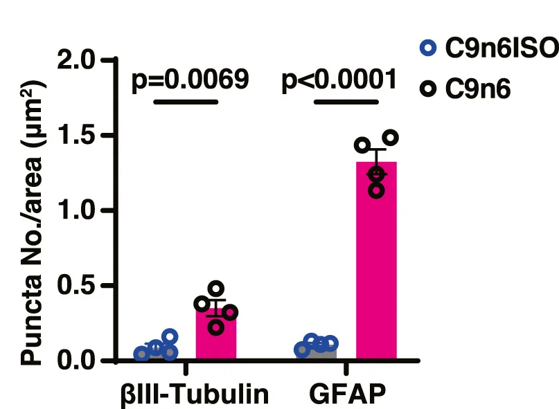 Open access visualization of Bar Plot, Error Bars, PolyGA Puncta, Astrocytes, Neurons