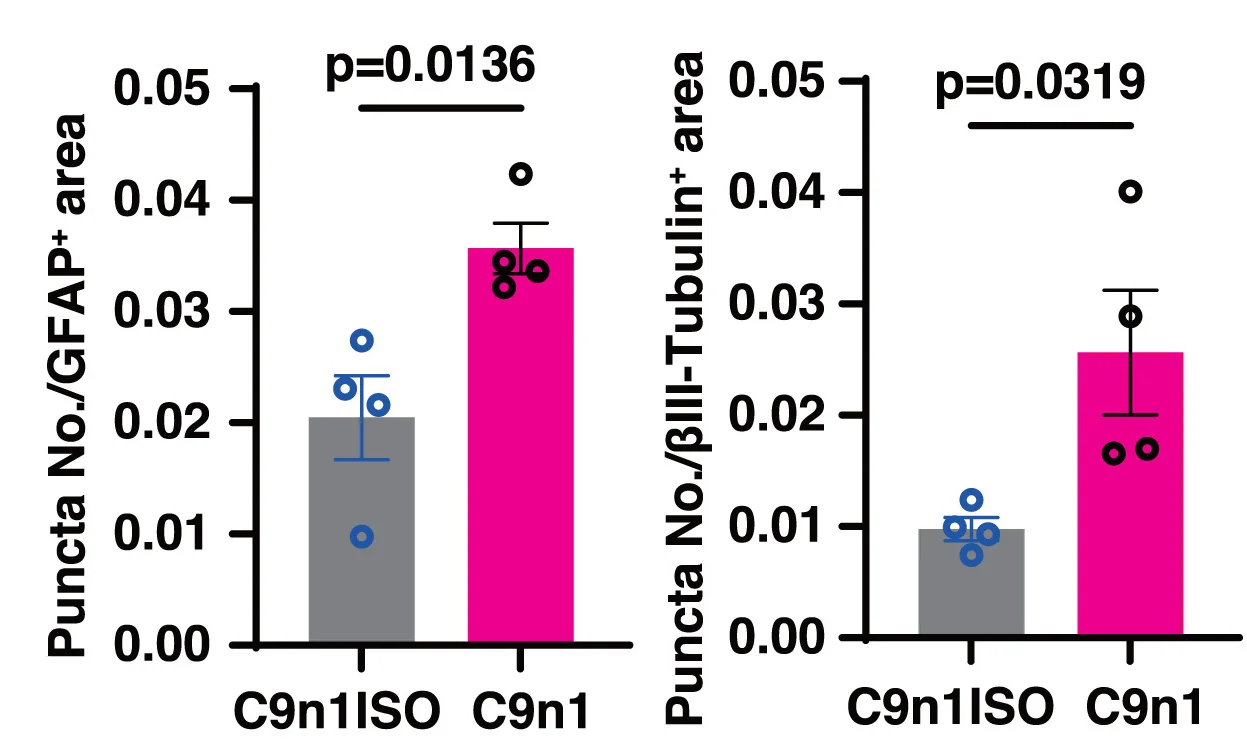 Open access visualization of Bar Plot, Error Bars, Scatter Plot, P62 Puncta, Astrocytes