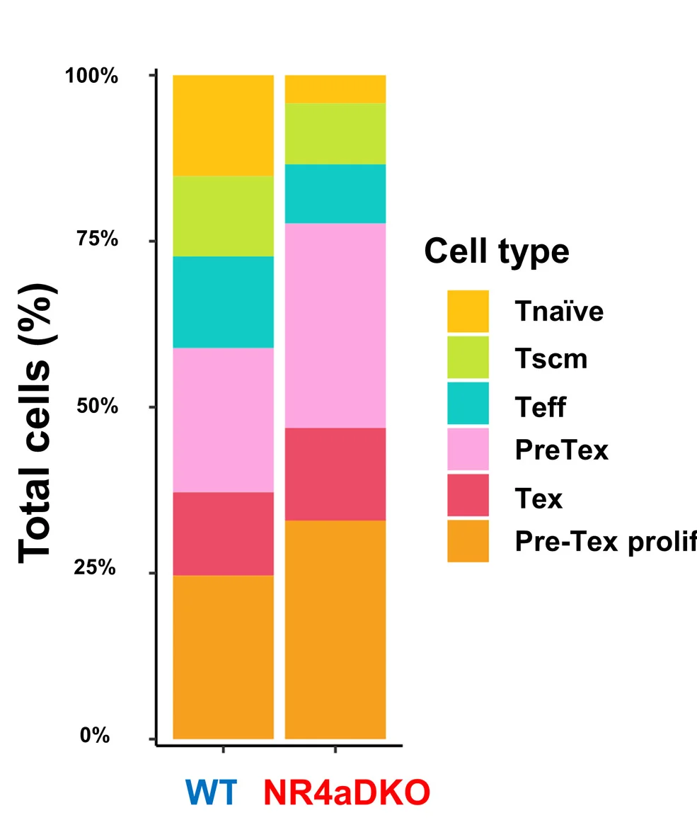 Open access visualization of Stacked Bar Plot, Cell Cluster Compositions, CD8+ T Cells, Cell Composition