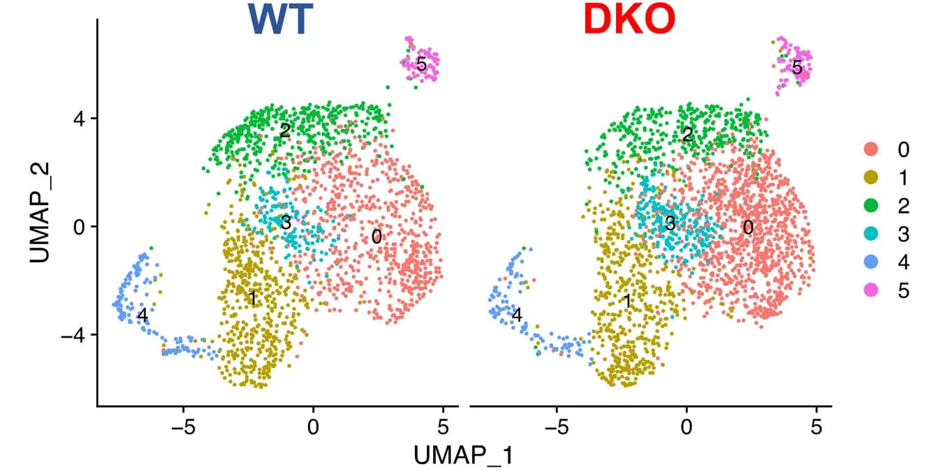 Open access visualization of UMAP, Scatter Plot, UMAP Plots, scRNA-seq Data, CD8+ TILs