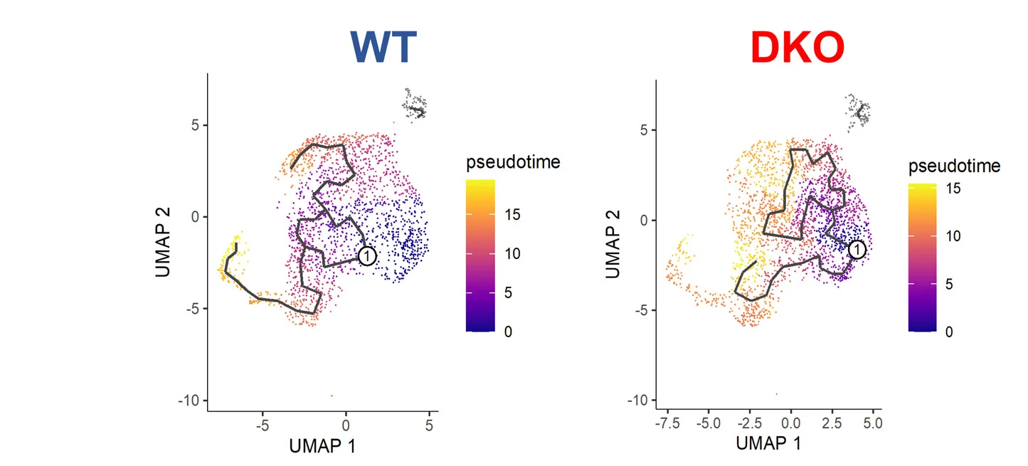 Open access visualization of UMAP, Scatter Plot, Line Plot, Pseudotime Differentiation, CD8+ TILs
