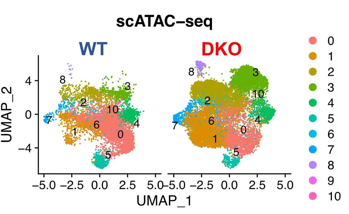 Open access visualization of UMAP, UMAP Plots, scATAC-seq Data, WT, DKO