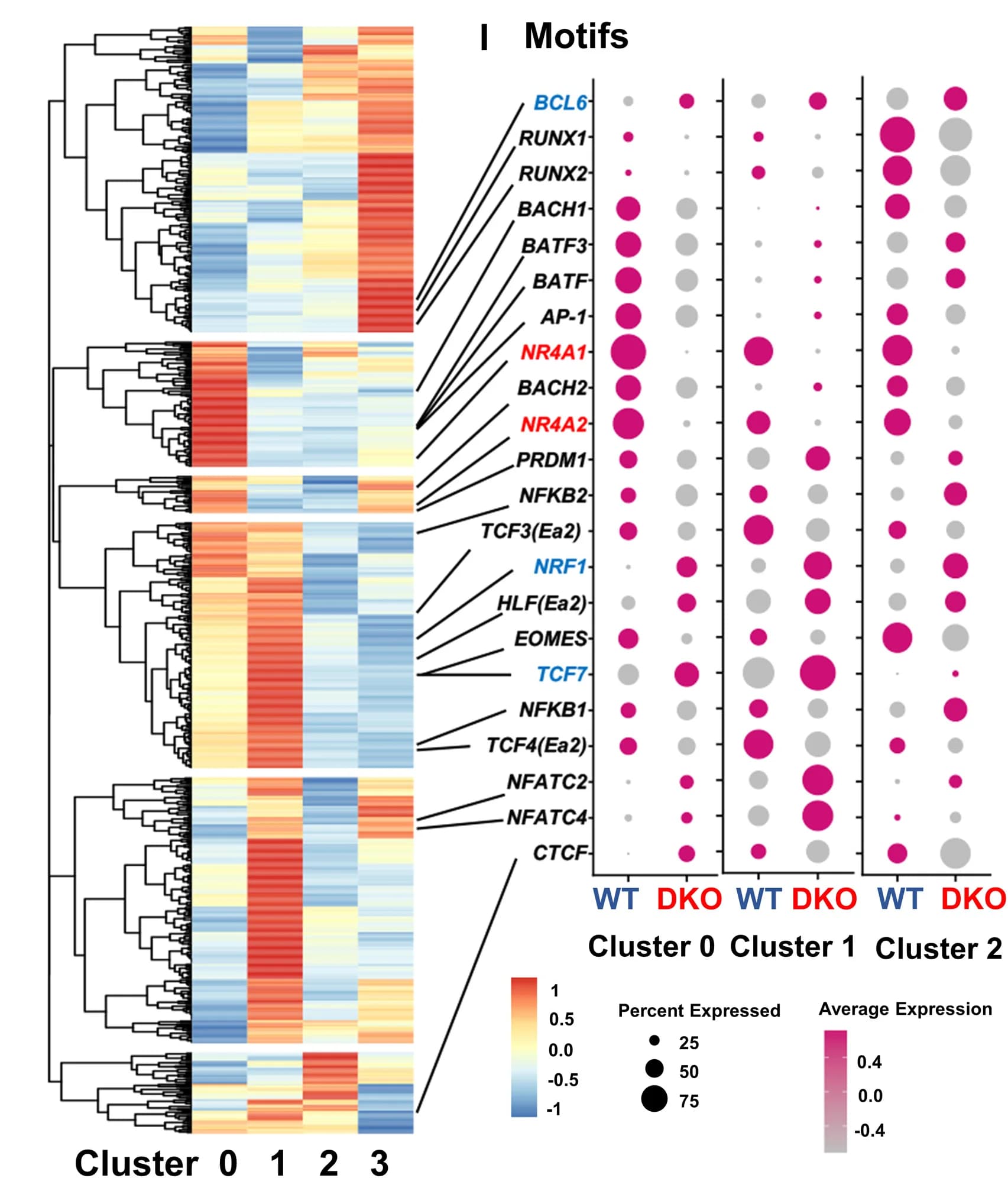 Open access visualization of Heatmap, Clustered, Scatter Plot, Bubble Plot, ChromVAR Deviations
