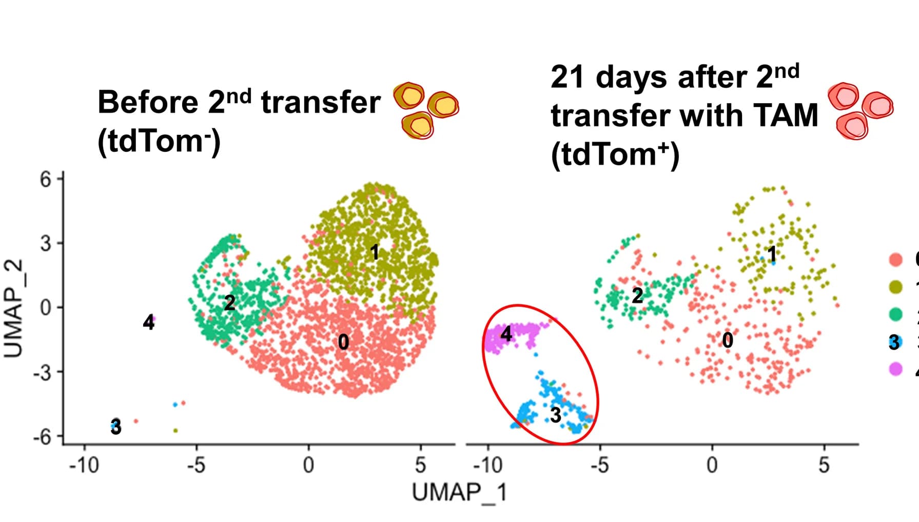 Open access visualization of UMAP, Scatter Plot, UMAP Plots, scRNA-seq, T Cells