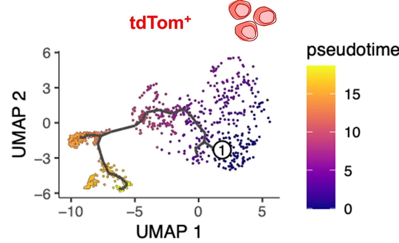 Open access visualization of UMAP, Scatter Plot, Line Plot, Single-Lineage Cells, Pseudotime