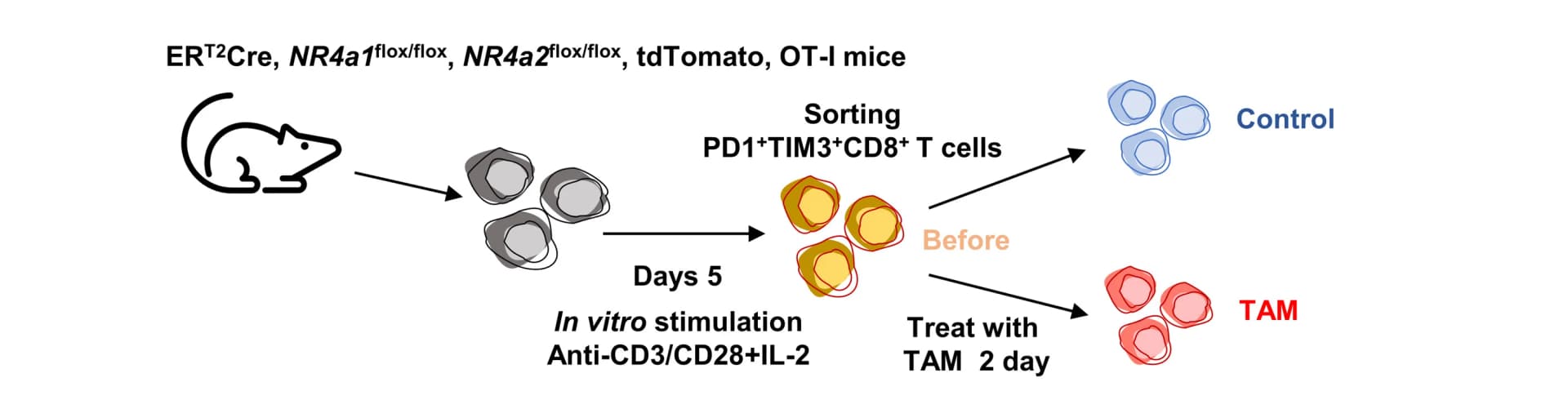 Open access visualization of Workflow, Flowchart, Illustration, Naive CD8+T Cells, CreERT2+NR4a1f/fNR4a2f/ftdTomato-reporter+mice