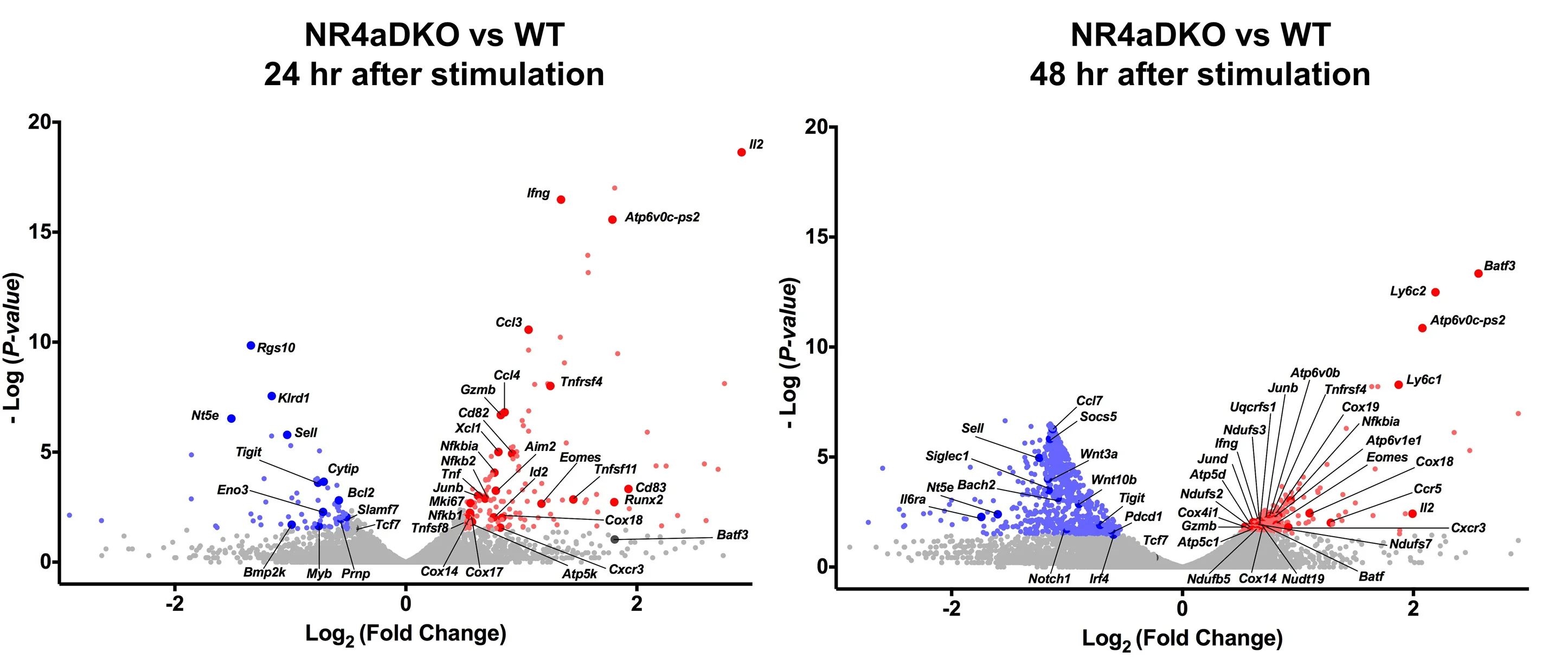 Open access visualization of Scatter Plot, Volcano Plot, CD8+T Cells, NR4aDKO Mice, WT Mice